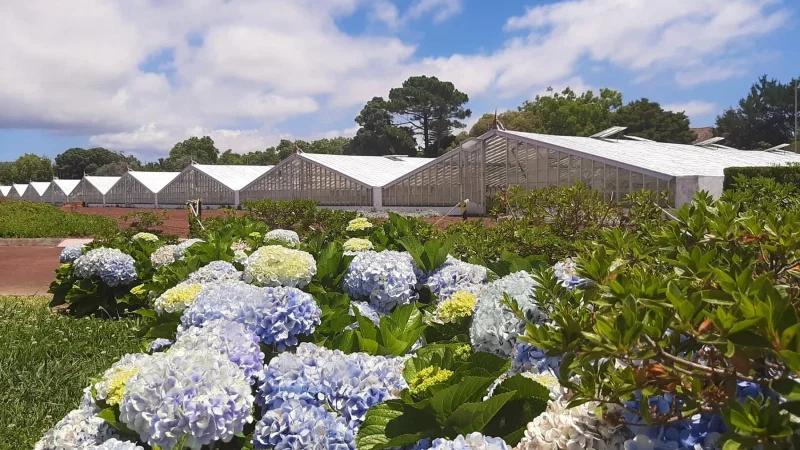 Plantação de Ananás dos Açores – photo 6