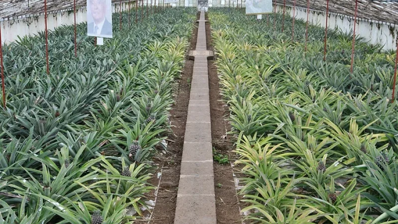 Plantação de Ananás dos Açores – photo 10