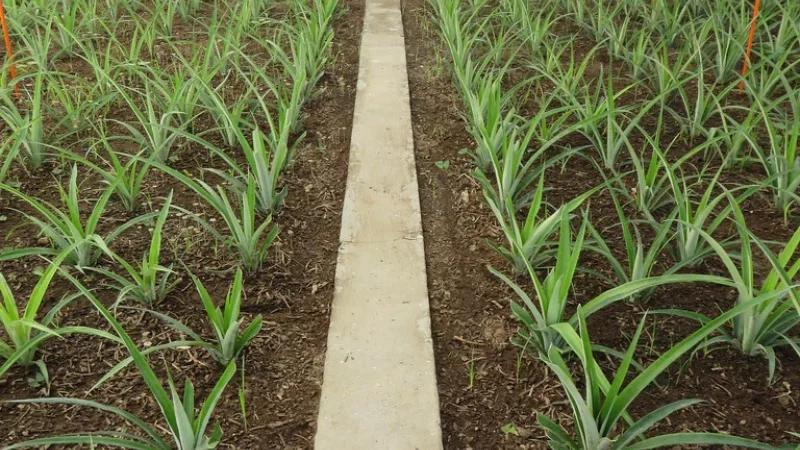 Plantação de Ananás dos Açores – photo 7