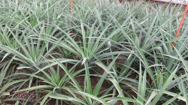 Plantação de Ananás dos Açores – photo 3