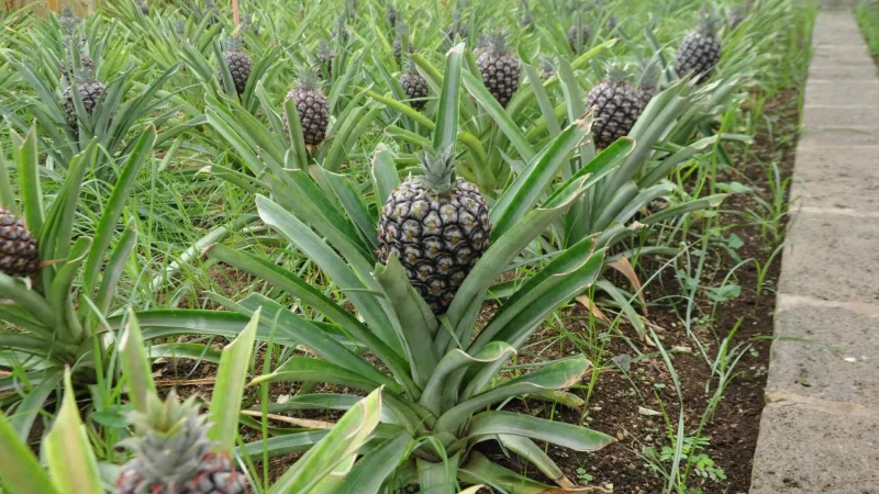 Plantação de Ananás dos Açores – photo 4