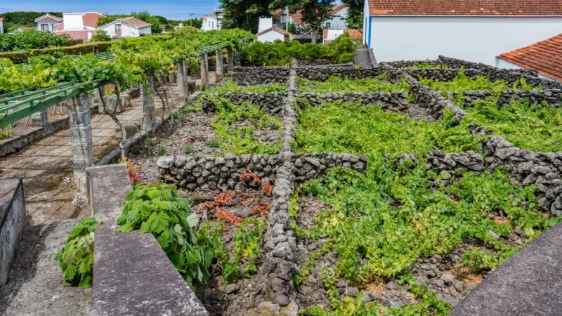 Museu do Vinho – foto 4