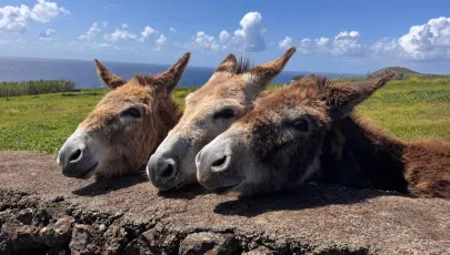 Associação de Criadores do Burro Anão da Ilha da Graciosa