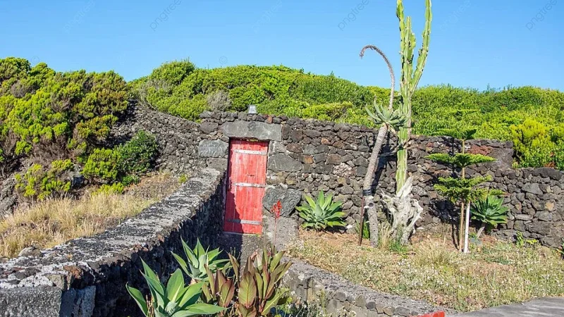 Cooperativa Vitivinicola Da Ilha Do Pico (CVIP) - Picowines, C.R.L. – photo 8