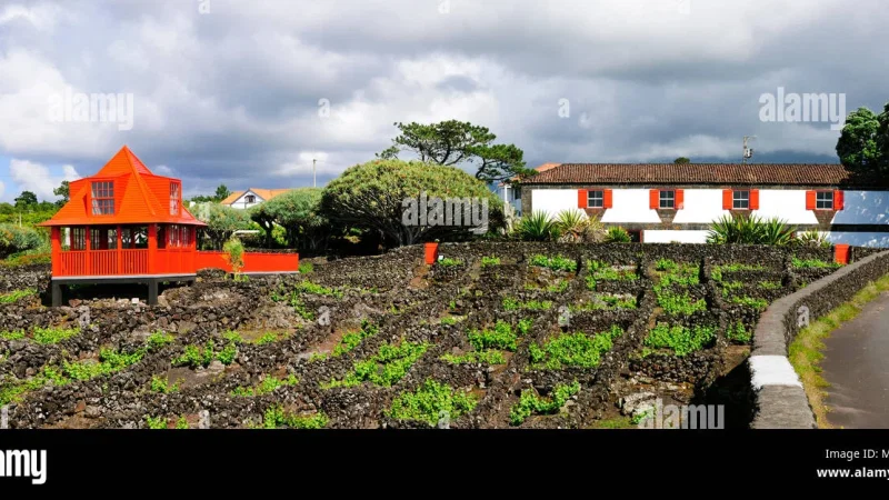Museu do Vinho da Ilha do Pico – photo 9