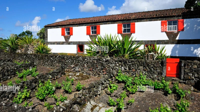 Museu do Vinho da Ilha do Pico – photo 10