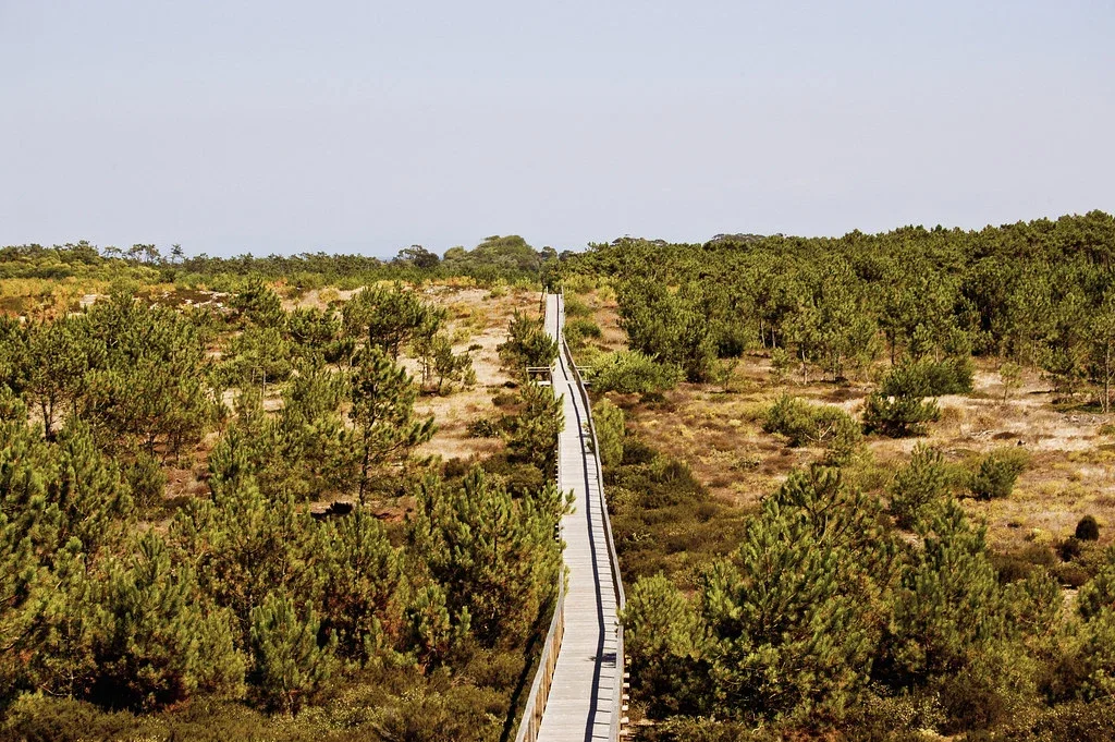 Reserva Natural das Dunas de São Jacinto natureza e atividades ao ar livre — Distrito de Aveiro