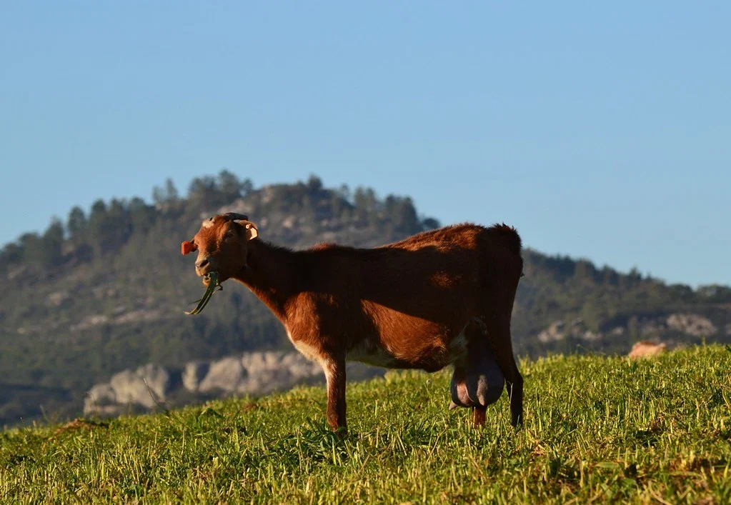Natureza e atividades ao ar livre parque natural da serra de sao mamede portalegre — Distrito de Portalegre