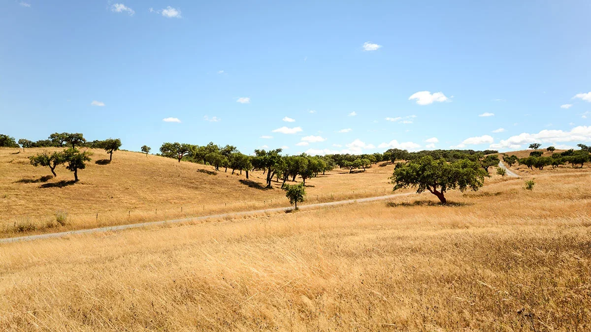 Clima monte região alentejo — Alentejo