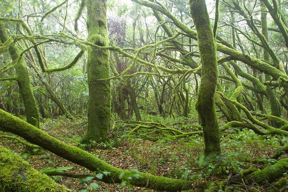 Viajar de forma sustentavel floresta laurissilva ilha da madeira portugal — Ilha da Madeira