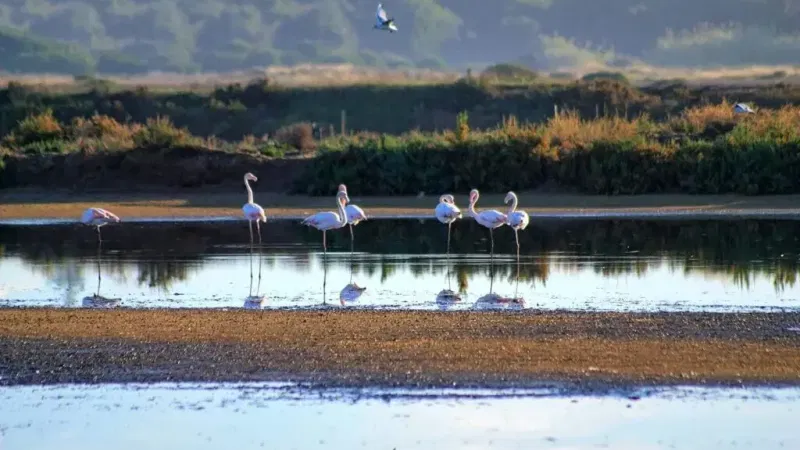 Foto do Ponto de Interesse Parque Natural da Ria Formosa