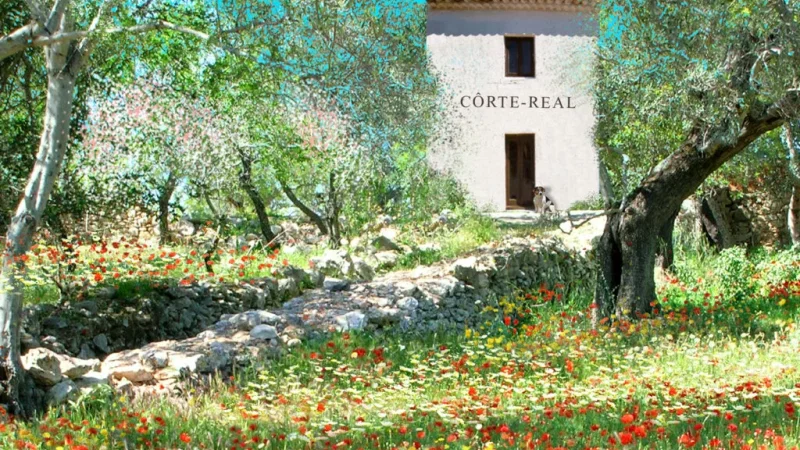 Côrte-Real Gallery
