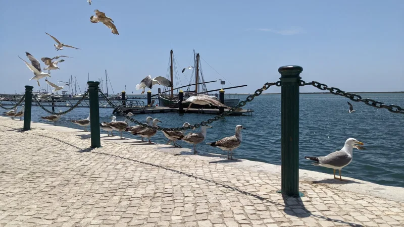 Cais de Embarque de Olhão – photo 10