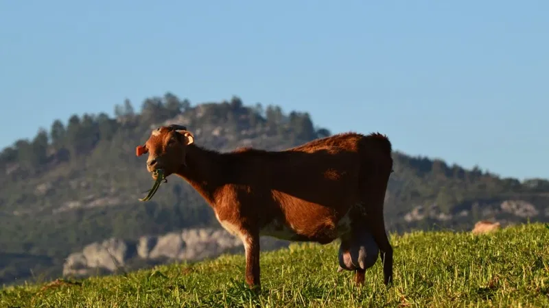 Foto da atividade Parque Natural da Serra de São Mamede