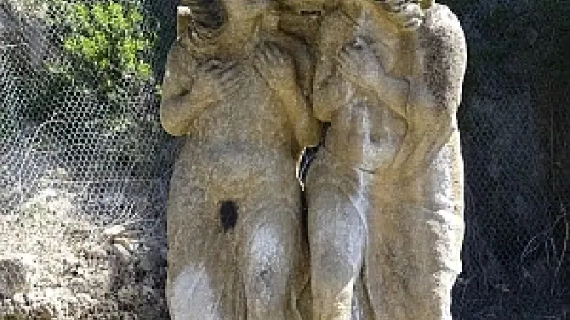 Foto da atividade Fonte dos Amores