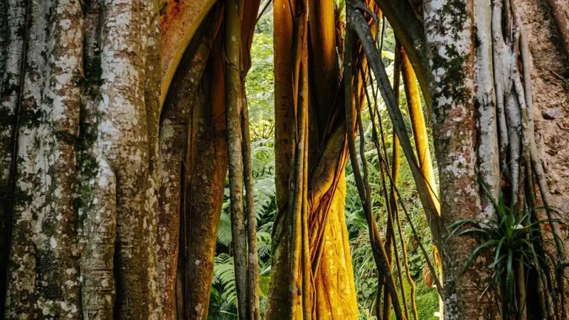 Foto do Ponto de Interesse Parque e Palácio de Monserrate