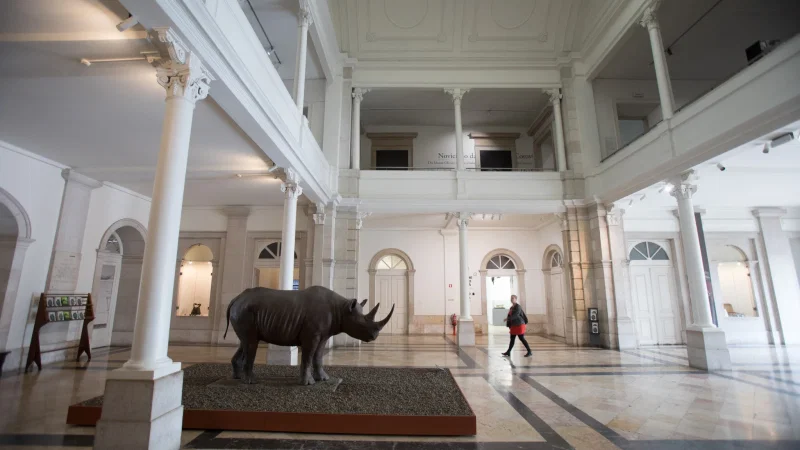 Museu Nacional de História Natural e Ciência – photo 7