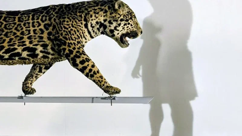 Museu Nacional de História Natural e Ciência – photo 8