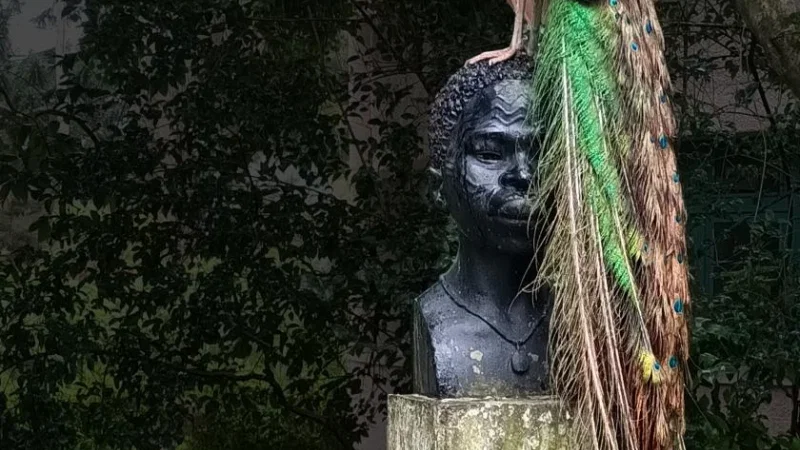 Museu Nacional de História Natural e Ciência – photo 10