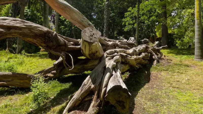 Foto do Ponto de Interesse Jardim Botânico de Lisboa