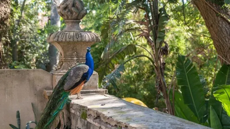 Foto do Ponto de Interesse Jardim Botânico de Lisboa