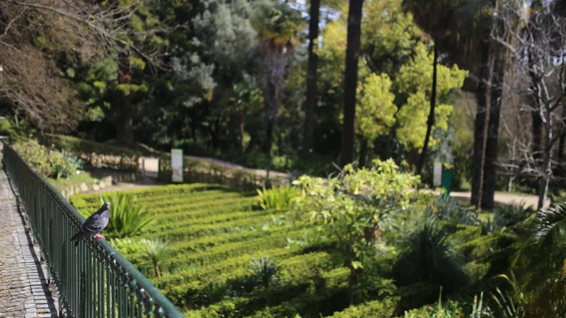 Jardim Botânico de Lisboa – photo 9