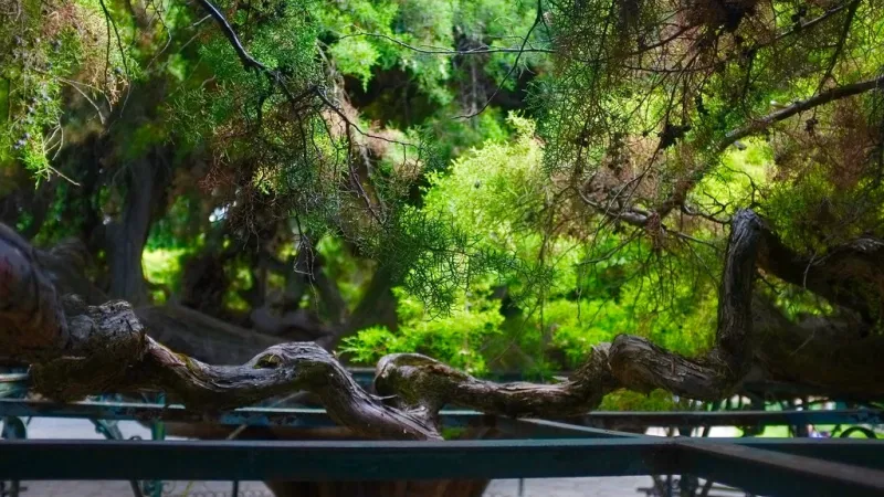 Foto do Ponto de Interesse Jardim do Príncipe Real