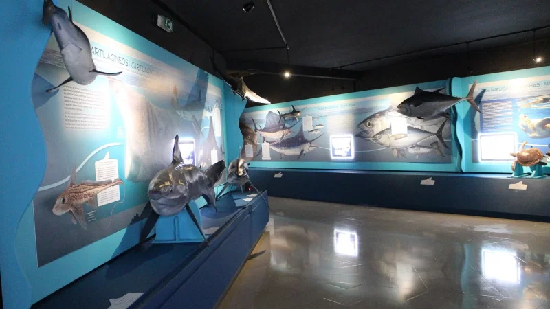 Museu do Mar Rei Dom Carlos I – photo 10