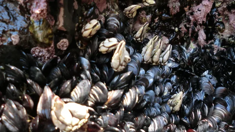 Foto do Ponto de Interesse Gruta de Porto Covo
