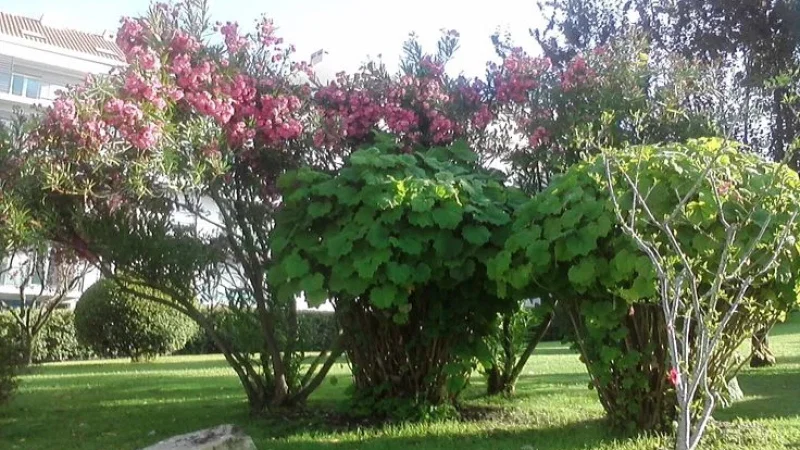 Jardim da Graça – photo 2