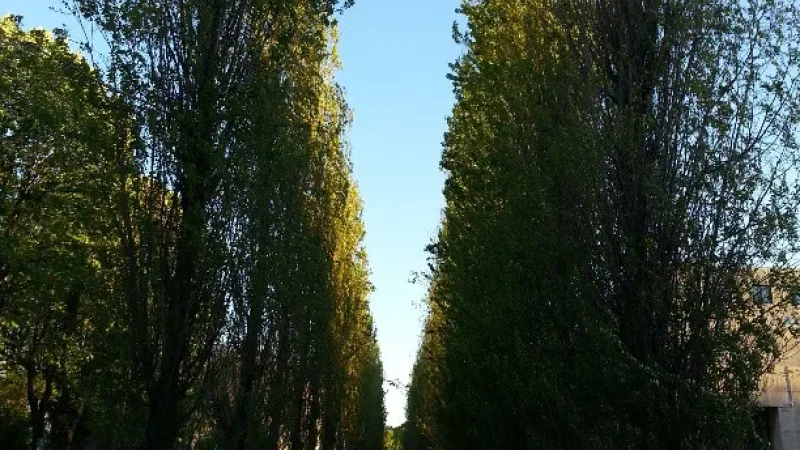 Jardim Basilio Teles – photo 4