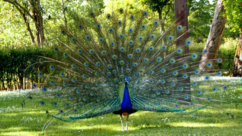 Foto do Ponto de Interesse Jardins do Palácio de Cristal