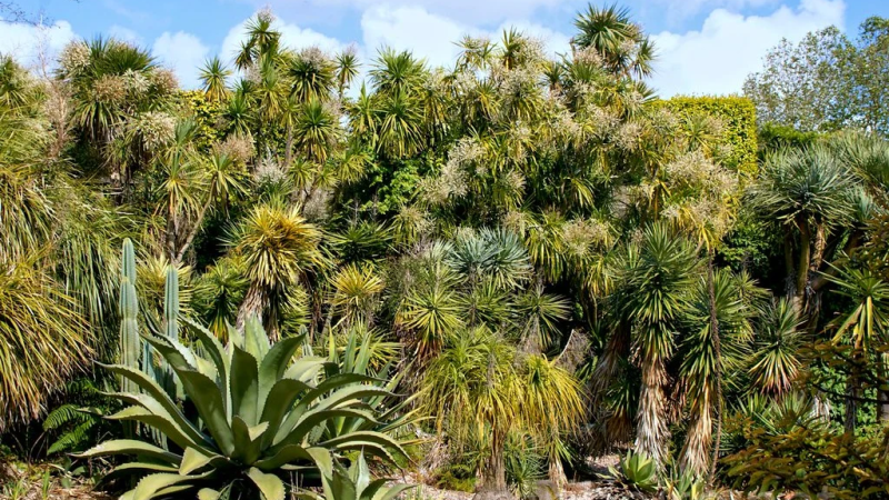 Foto do Ponto de Interesse Jardim Botânico do Porto | Museu de História Natural e da Ciência da U.Porto