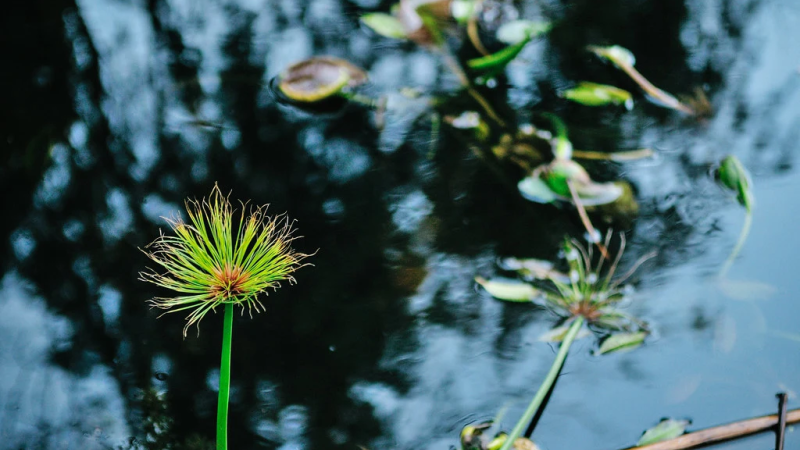 Foto do Ponto de Interesse Jardim Botânico do Porto | Museu de História Natural e da Ciência da U.Porto