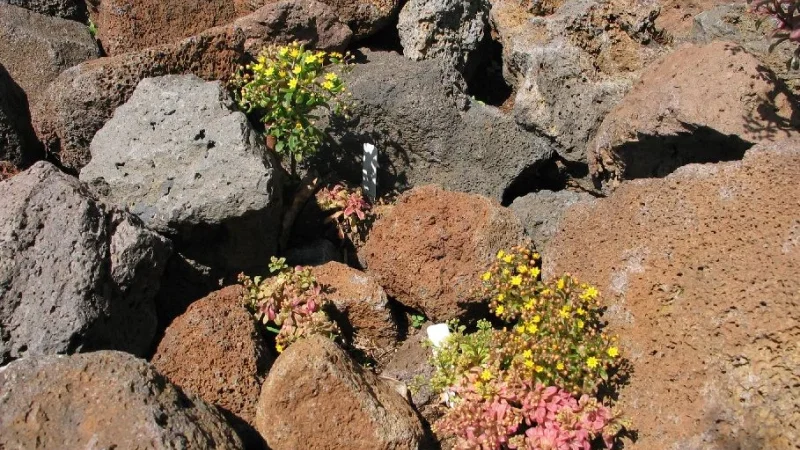 Jardim Botânico da Madeira – photo 9