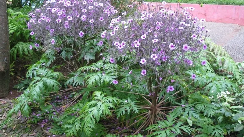 Jardim Botânico da Madeira – photo 10