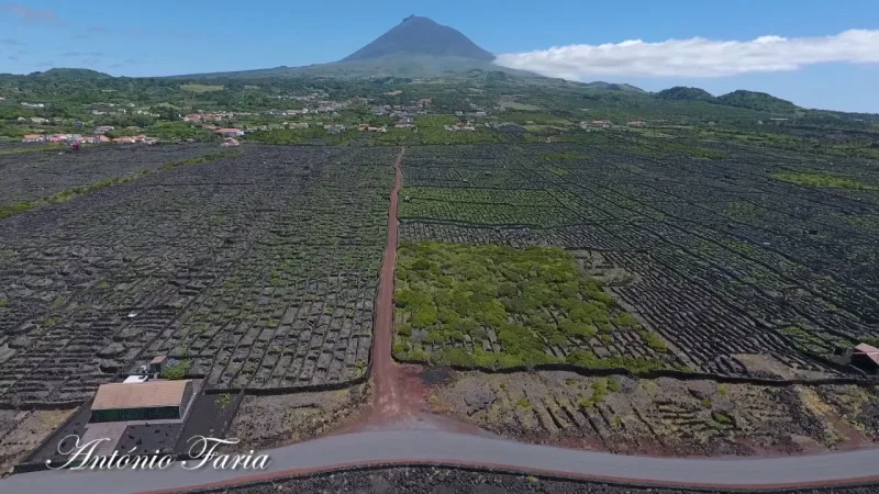 Paisagem da Cultura da Vinha da Ilha do Pico