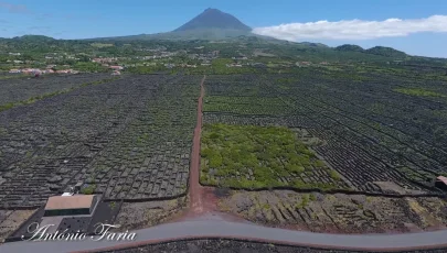 Paisagem da Cultura da Vinha da Ilha do Pico