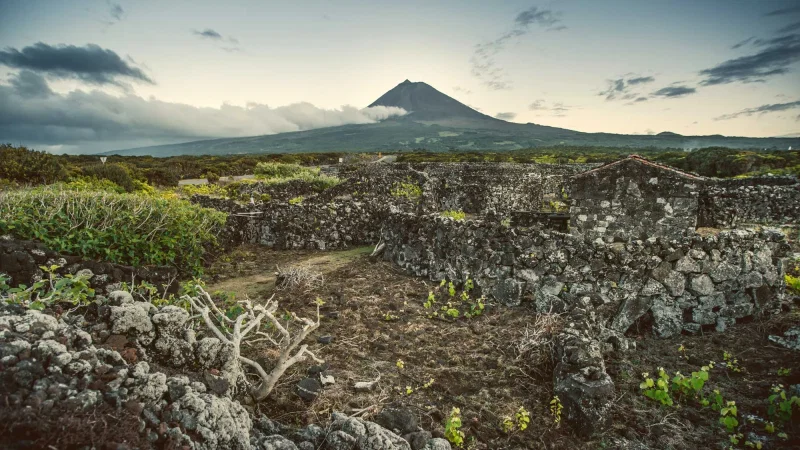 Paisagem da Cultura da Vinha da Ilha do Pico – photo 2