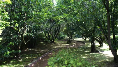 Jardim Botânico do Faial