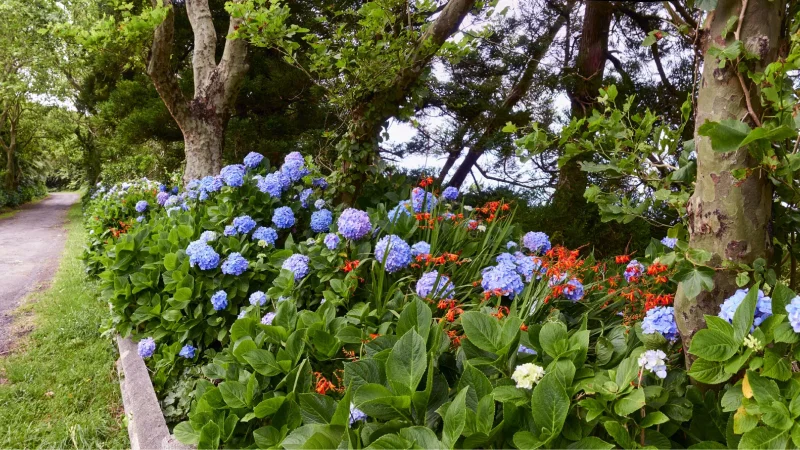 Jardim Botânico do Faial