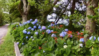 Jardim Botânico do Faial